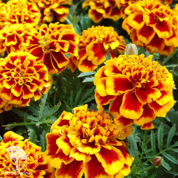 Бархатцы откл. Дел Сол (Тагетес)