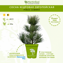 Сосна кедровая европейская