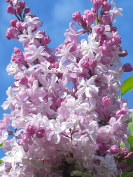 Фото Сирень Радмила