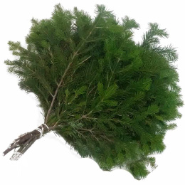 Лапник Сибирская сосна