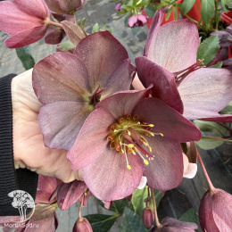 Морозник Айс эн Роузес Роуз