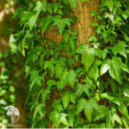 Плющ обыкновенный