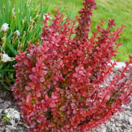 Барбарис Тунберга Полонез