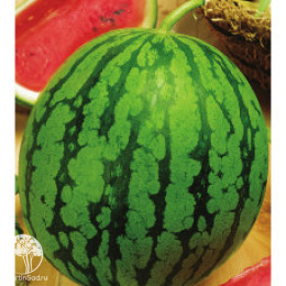 Арбуз Астраханский 