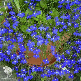 Лобелия Синий кулон, ампельная, серия Лавандовые грезы 