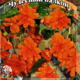 Бегония Афродита F1, клубневая,серия Чудесный балкон
