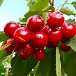 Черевишня дюк Барыня