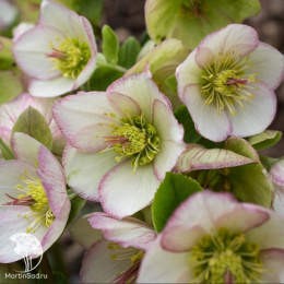 Морозник Айс эн Роузес Пикоти
