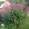 Посконник пятнистый Атропурпуреум фото 2 