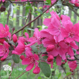 Яблоня декоративная Лемуана