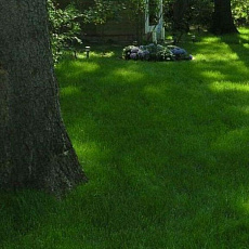 Фото Газонная трава &quot;Тенистая лужайка&quot;