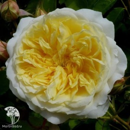Роза английская парковая Пилгрим