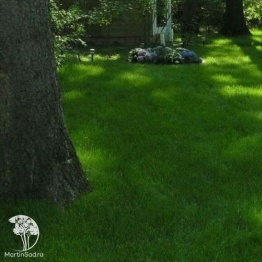 Фото Газонная трава "Тенистая лужайка"