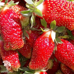 Земклуника Купчиха улучшенная