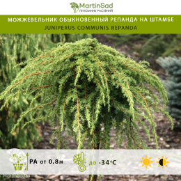 Можжевельник обыкновенный Репанда на штамбе