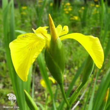 Фото Ирис ложноаировый