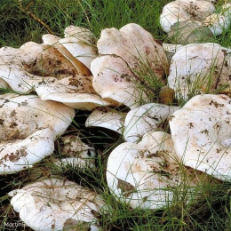 Груздь настоящий или Белый груздь