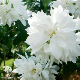 Чубушник Русалка