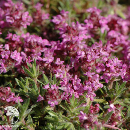 Тимьян сизый Дорфлера