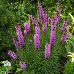 Лиатрис колосковый Флористан Вайолит