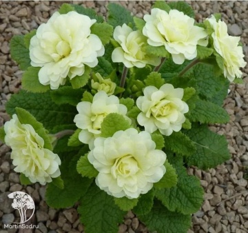 Фото Примула Джэк Лэд
