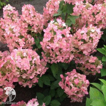 Фото Гортензия метельчатая Мэджикал Андес