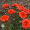 Роза миниатюрная Ориндж Джувел фото 1 