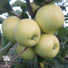 Яблоня гибрид Мельба + Конфетное + Белый налив фото 2 