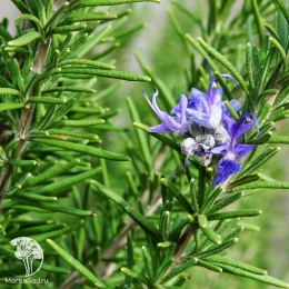 Розмарин Бирюса 0,05 г автор.