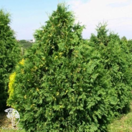 Туя западная Вареана