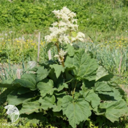 Ревень компактный