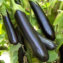 Баклажан Илья Муромец +Русский витязь серия Дуэт 