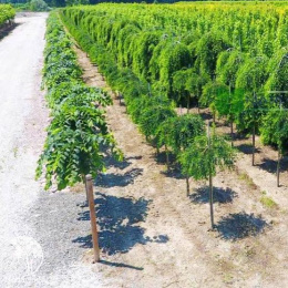 Вяз малый Пендула на штамбе