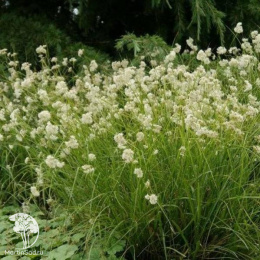 Ожика снежно-белая