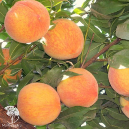 Персик Вайн Голд