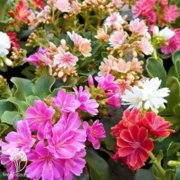 Левизия/Льюизия  котиледон (туполистная) Элис Н20