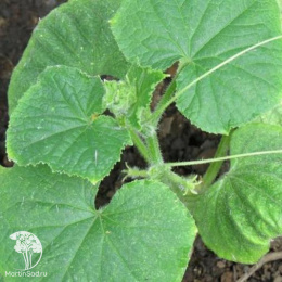 Огурец Король рынка F1 ---  ® Парт