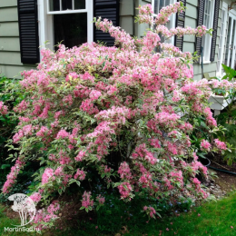 Вейгела цветущая Карикатура