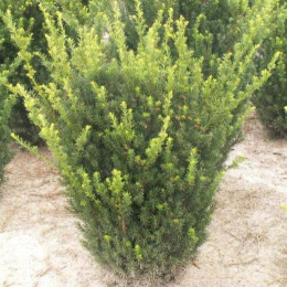 Тис средний Хикси Барс