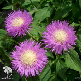 Василёк подбелённый