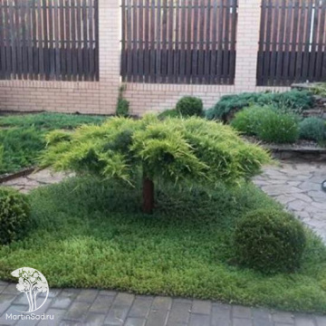 Фото Можжевельник горизонтальный Андора Компакт на штамбе