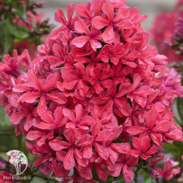 Флокс метельчатый Клеопатра