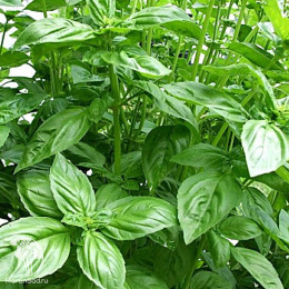 Базилик Гвоздичный