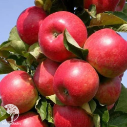 Сверхвыгодный комплект! Яблоня Жигулёвское + опылитель яблоня Антоновка