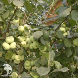 Сверхвыгодный комплект! Яблоня Юнга + опылитель яблоня Белый налив