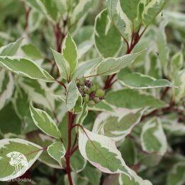 Дёрен белый Элегантиссима