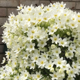 Клематис Мунлайт (Еллоу Квин)