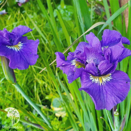 Ирис сибирский Кабум