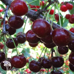 Черешня гибрид Ипуть + Чудо-вишня