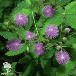 Мимоза Недотрога